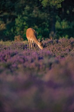 Kızıl geyik hind otlatma  