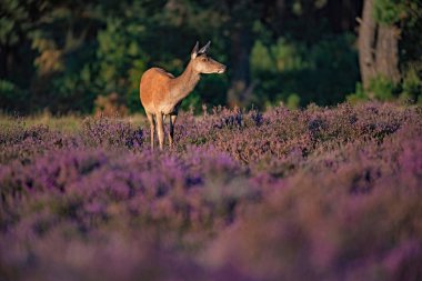 Çiçek açan heather Kızıl geyik hind
