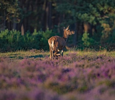 Kızıl geyik buzağı annesi tarafından içme 