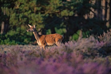 Çiçek açan heather genç kırmızı geyik