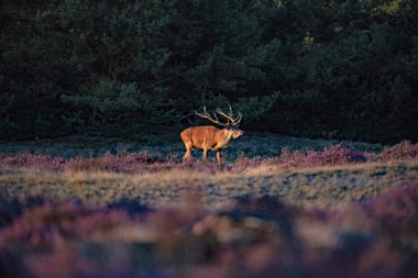 çiçek açan moorland geyik