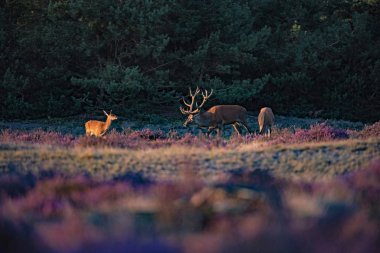 çiçek açan moorland geyik