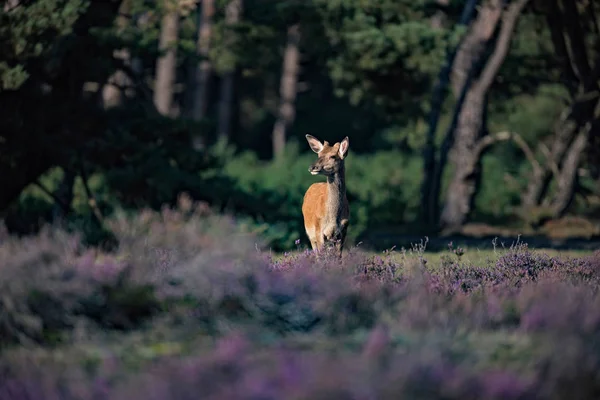 Jonge herten in de bloeiende heide — Stockfoto