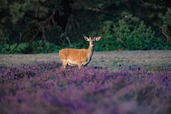 咲くヘザーの若い鹿 — ストック写真