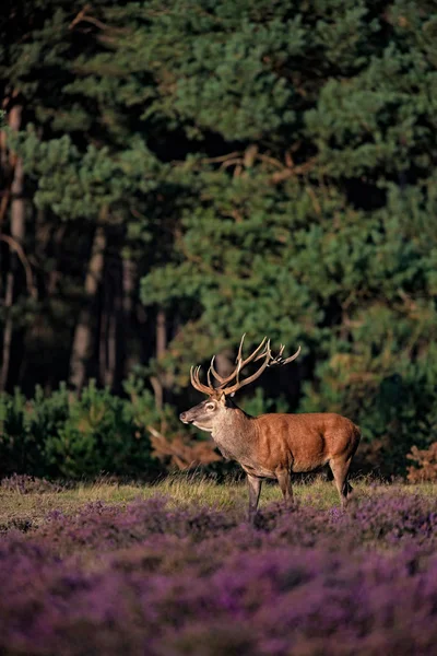 çiçek açan çayır üzerinde geyik duran