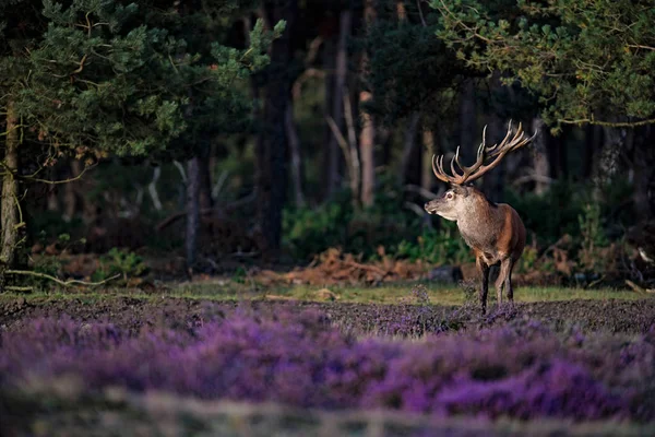 盛开的草地上的鹿站 — 图库照片