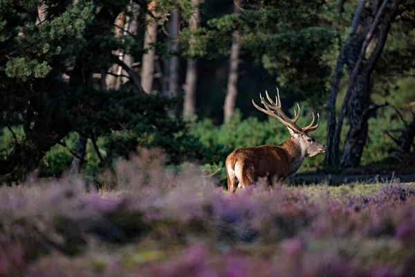 Jelen stojící na rozkvetlé louce — Stock fotografie