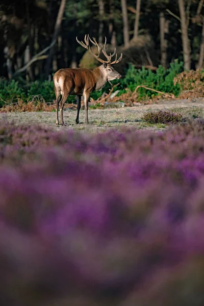 Veados em pé no prado florido — Fotografia de Stock