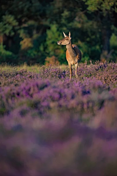 çiçek açan heather geyik 