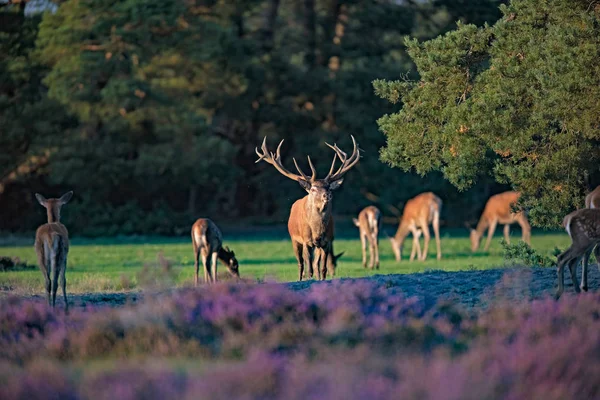 Kızıl geyik geyik hinds 
