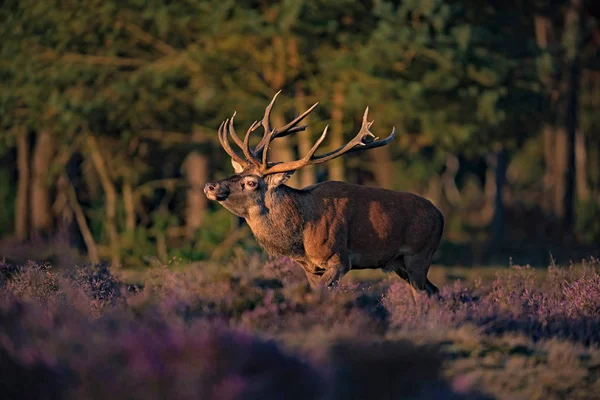 çiçek açan moorland geyik