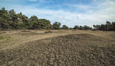 Moorland ağaçların altında mavi bulutlu gökyüzü ile