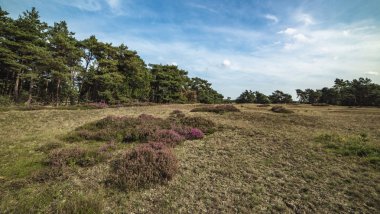 Heather peyzaj çiçek 