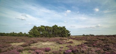 Çam ağaçlarının çiçeklenme içinde peyzaj demirlemek