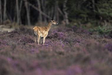 Çiçek açan heather genç geyik