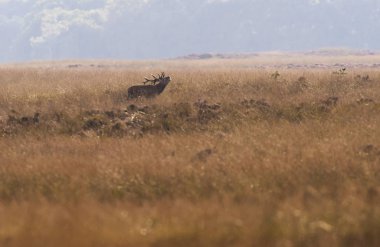 Böğürüyordu geyik çimen  