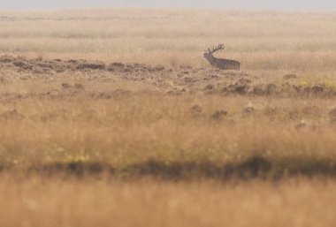 Böğürüyordu geyik çimen  