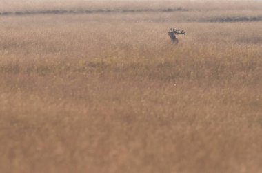 Böğürüyordu geyik çimen  