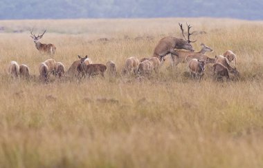 Hind ile çiftleşme geyik geyik