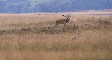 Geyik alanındaki böğürüyordu 
