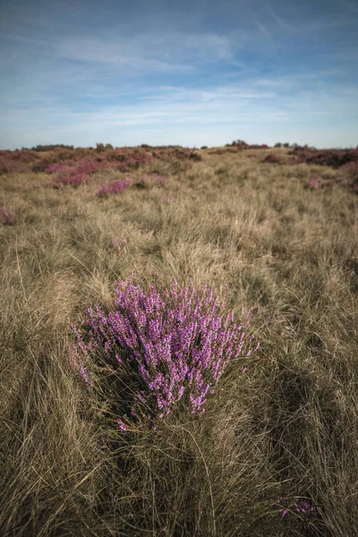 Blooming heather in moorland — Stock Photo, Image