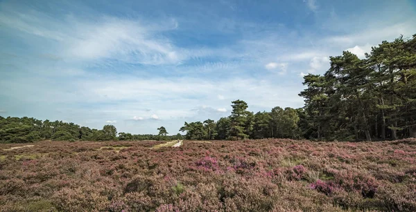 Blooming heather landscape — Stock Photo, Image