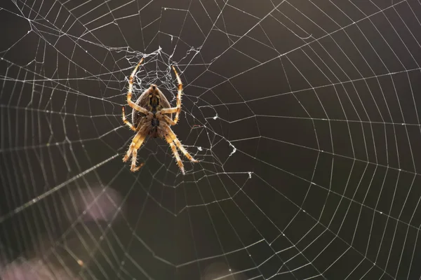 Cruz de aranha na teia — Fotografia de Stock