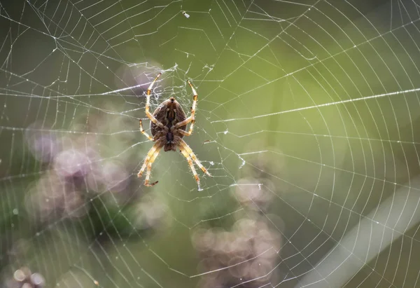 çapraz örümcek web  