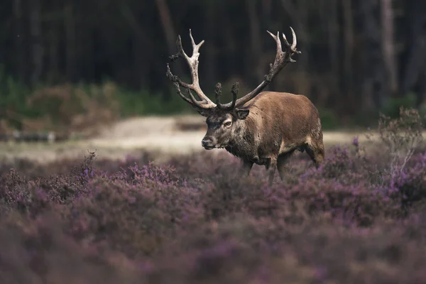 Rehe im blühenden Moor — Stockfoto