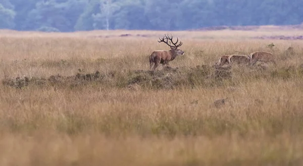 Cerfs avec des obstacles dans le champ — Photo