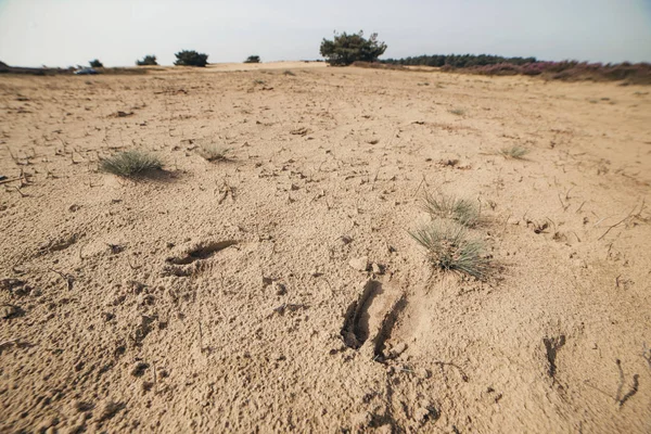 Tlapa tisk jelenů v písku — Stock fotografie