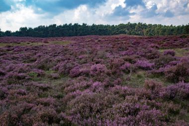 Blooming moorland under cloudy sky  clipart