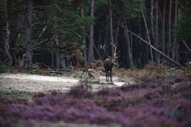 geyik boynuzları çamur ile 