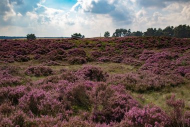 Çiçek açan moorland bulutlu gökyüzü altında 