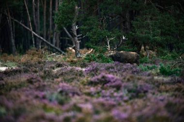 geyik boynuzları çamur ile 