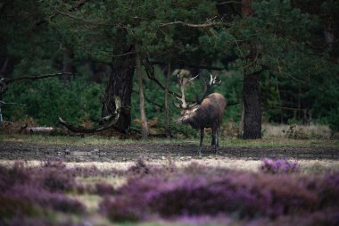 geyik ayakta su birikintisi