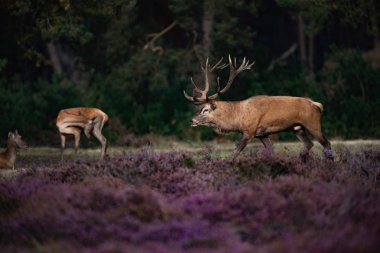 geyik ile çiçeklenme heather hinds