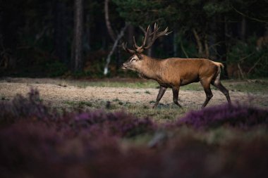 moorland geyik ayakta