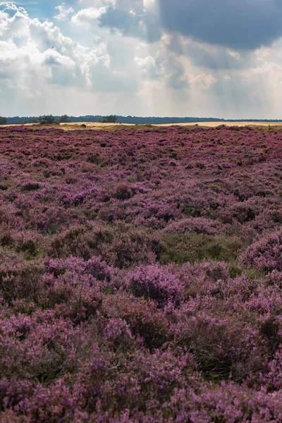 Blooming moorland under cloudy sky — Stock Photo, Image