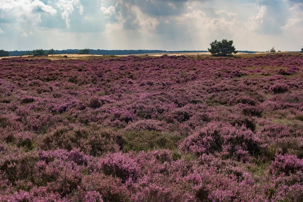 Çiçek açan moorland bulutlu gökyüzü altında 
