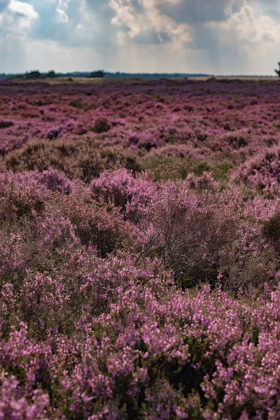 Blooming moorland under cloudy sky — Stock Photo, Image