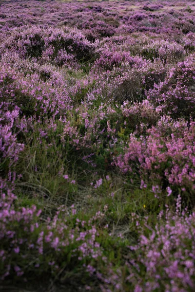 Moorland mor çiçek açan heather ile — Stok fotoğraf
