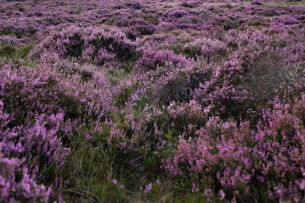 Tierra de páramo con brezo púrpura floreciente —  Fotos de Stock