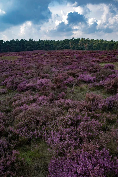 Blooming moorland under cloudy sky — Stock Photo, Image