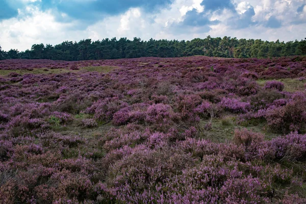 Ανθισμένα moorland σύμφωνα με συννεφιασμένο ουρανό — Φωτογραφία Αρχείου