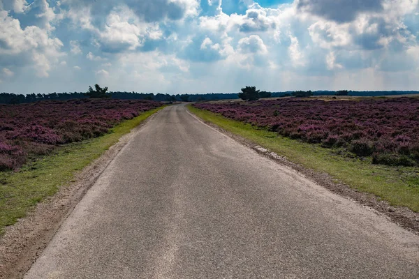 Single lane road in blooming moorland — Stock Photo, Image