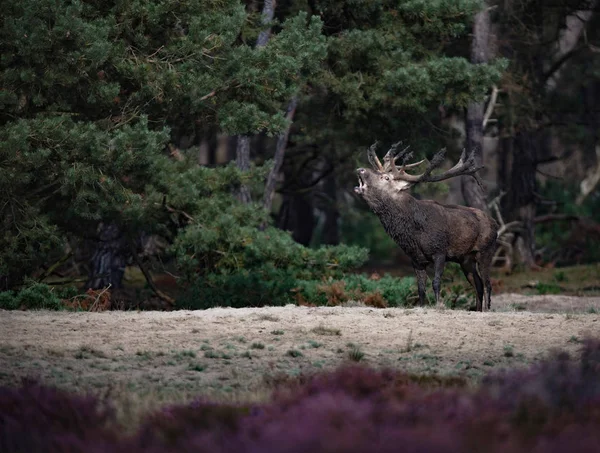 Geyik boynuzları ile böğürüyordu
