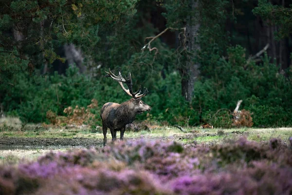 Çiçek açan moorland yakınındaki geyik — Stok fotoğraf