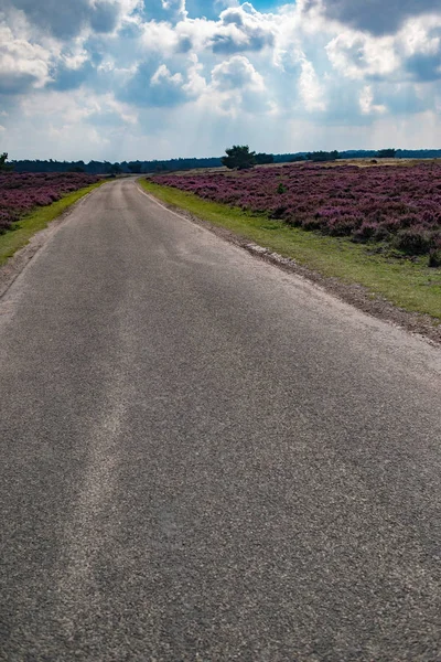 Single lane road in blooming moorland — Stock Photo, Image