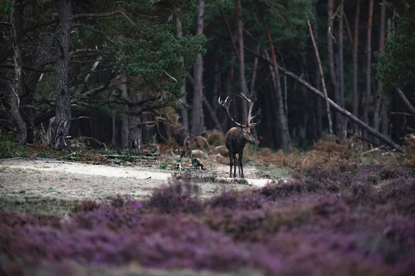 Cerfs avec bois dans la boue — Photo